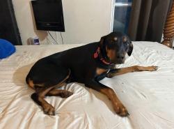 Lost Unknown Dog last seen Neighbors , Clear Creek, WV 25044