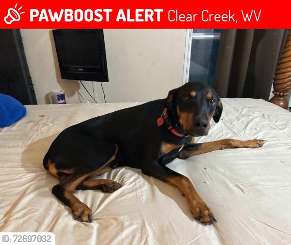 Lost Unknown Dog last seen Neighbors , Clear Creek, WV 25044
