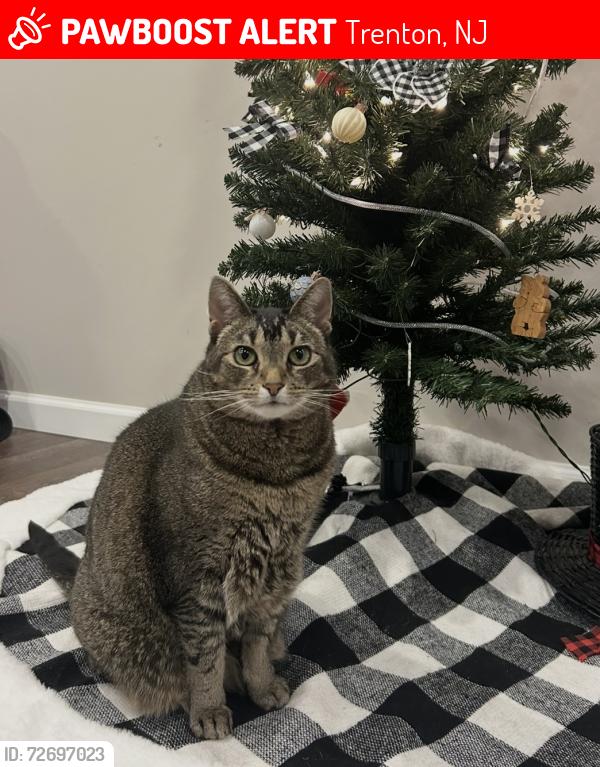 Lost Female Cat last seen Kay rd but last seen on Gerard ave in Yardville NJ, Trenton, NJ 08620