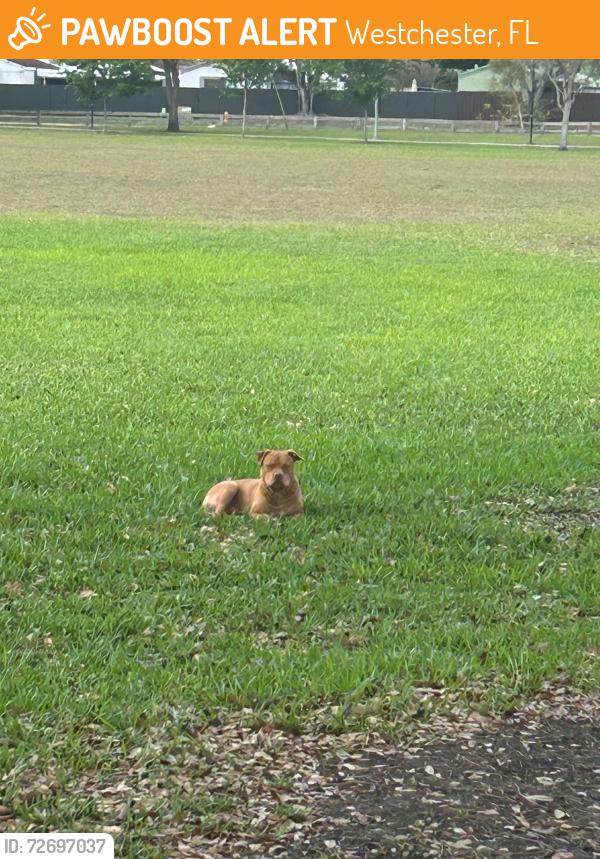Found/Stray Unknown Dog last seen 32nd street and 114th ave, Westchester, FL 33165