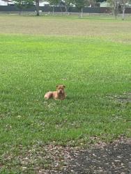 Found/Stray Unknown Dog last seen 32nd street and 114th ave, Westchester, FL 33165