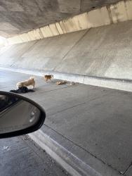 Found/Stray Female Dog last seen Under the bridge of Prager & terra bella, Los Angeles, CA 91342