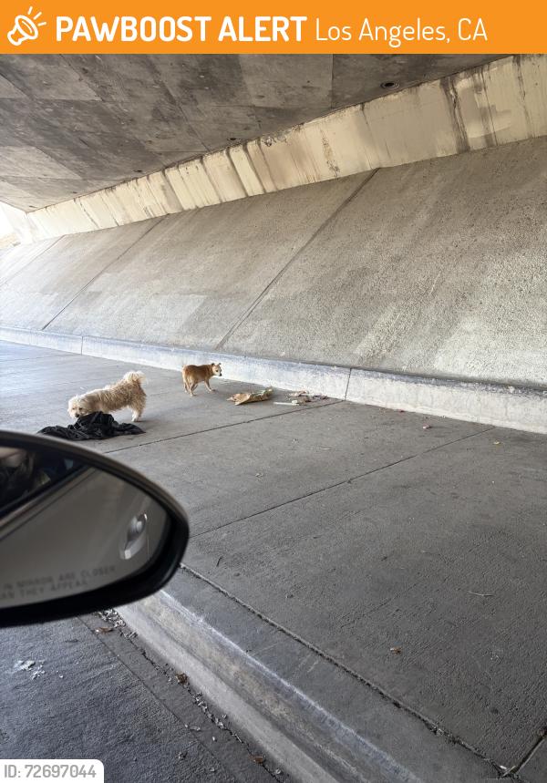 Found/Stray Female Dog last seen Under the bridge of Prager & terra bella, Los Angeles, CA 91342