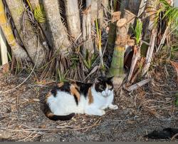 Lost Female Cat last seen South of 7 eleven on A1A, Melbourne Beach, FL 32951
