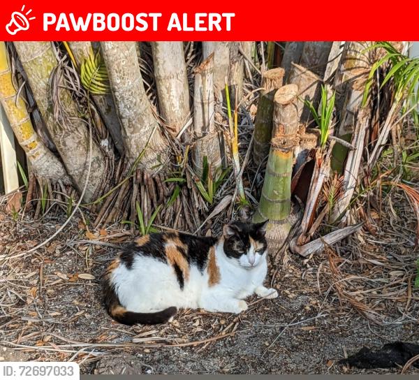 Lost Female Cat last seen South of 7 eleven on A1A, Melbourne Beach, FL 32951