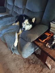 Lost Female Dog last seen Buckhead rd, Buckhead, GA 30625