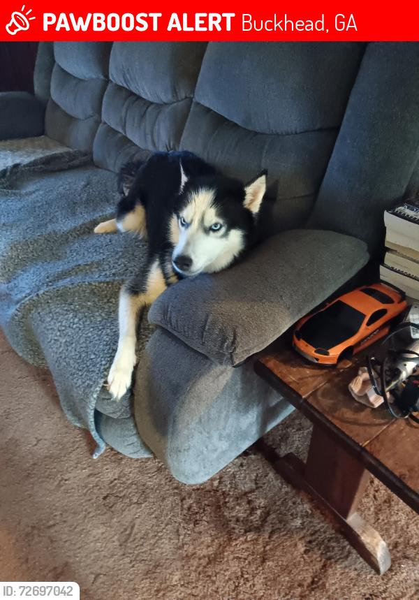 Lost Female Dog last seen Buckhead rd, Buckhead, GA 30625