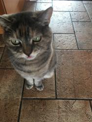 Lost Female Cat last seen Dundas St Capitol Hill, Burnaby, BC V5B 3N8