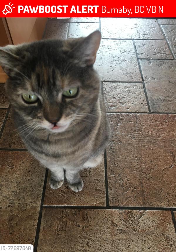 Lost Female Cat last seen Dundas St Capitol Hill, Burnaby, BC V5B 3N8