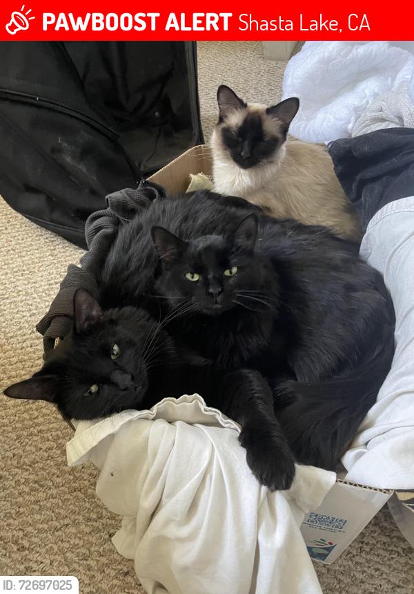 Lost Male Cat last seen Twin View Boulevard and Poppy Lane, Shasta Lake, CA 96019