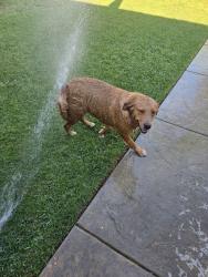 Found/Stray Female Dog last seen Mayfield , San Bernardino, CA 92407