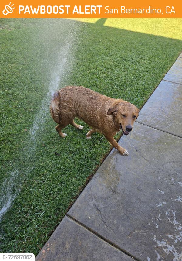 Found/Stray Female Dog last seen Mayfield , San Bernardino, CA 92407