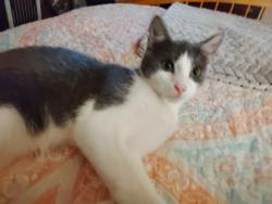 Lost Male Cat last seen Hwy 8 and Addison circle , Anderson County, SC 29669