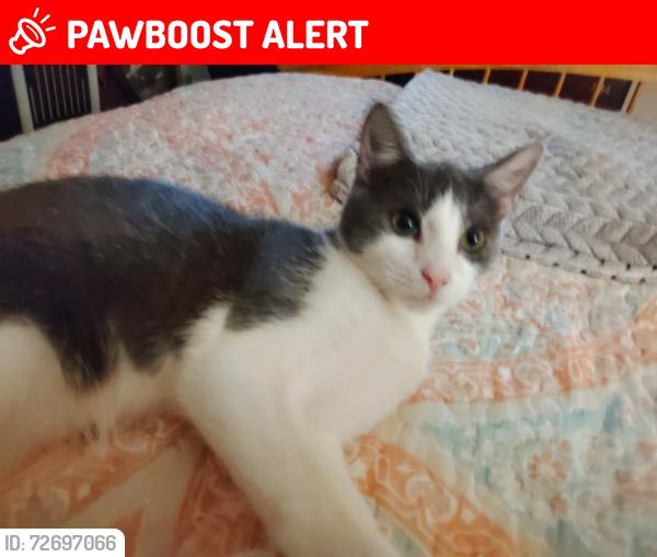 Lost Male Cat last seen Hwy 8 and Addison circle , Anderson County, SC 29669