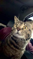 Lost Male Cat last seen Near 10315 Rudolph Ct Missouri City, TX  77459 United States, Missouri City, TX 77459