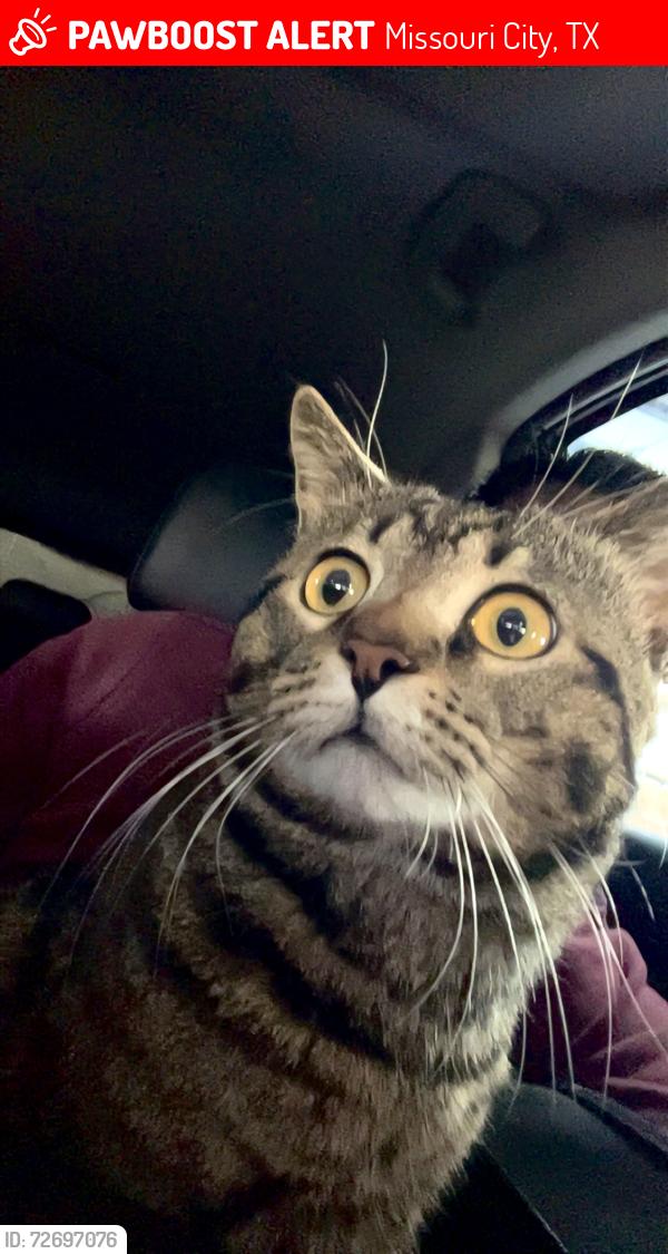 Lost Male Cat last seen Near 10315 Rudolph Ct Missouri City, TX  77459 United States, Missouri City, TX 77459