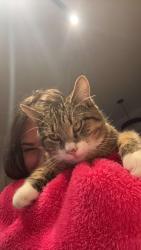 Lost Male Cat last seen Grandin road , Roanoke, VA 24015
