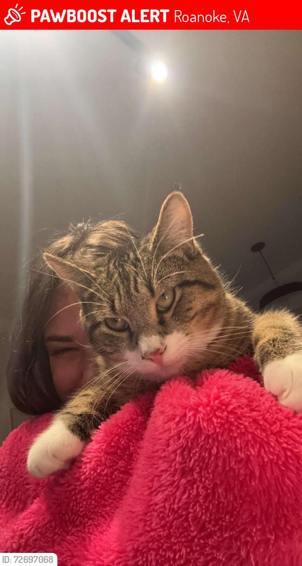 Lost Male Cat last seen Grandin road , Roanoke, VA 24015