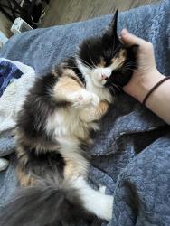 Lost Female Cat last seen 106th ave , Vancouver, WA 98662