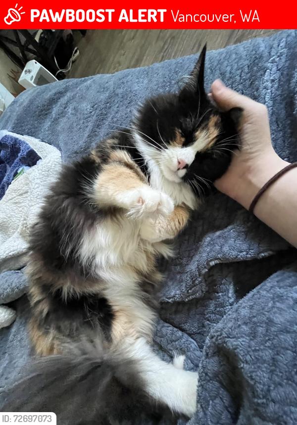 Lost Female Cat last seen 106th ave , Vancouver, WA 98662