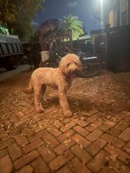 Lost Male Dog last seen Near nw 32nd Av , Miami, FL 33125