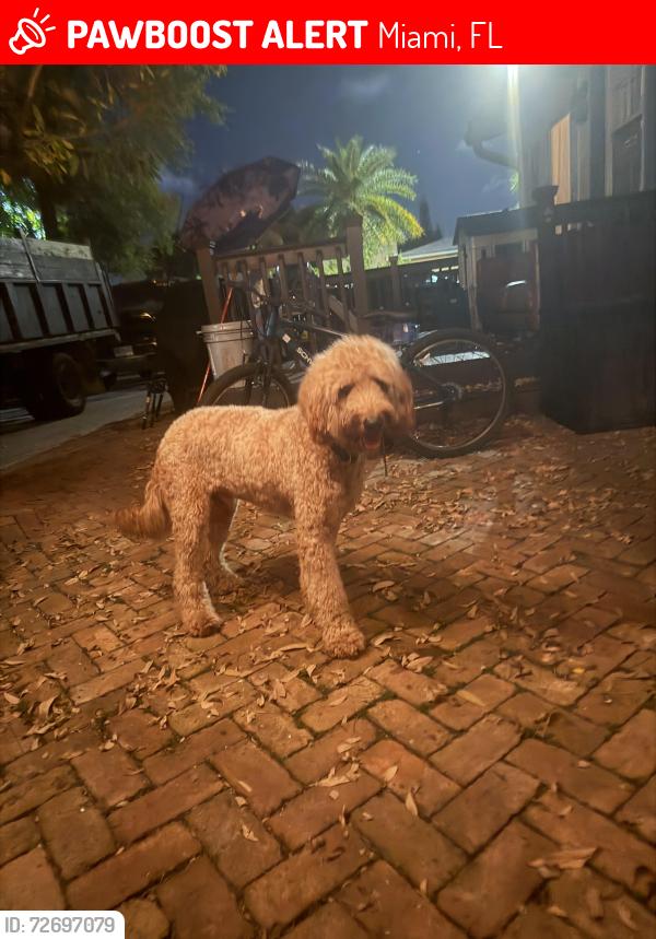 Lost Male Dog last seen Near nw 32nd Av , Miami, FL 33125