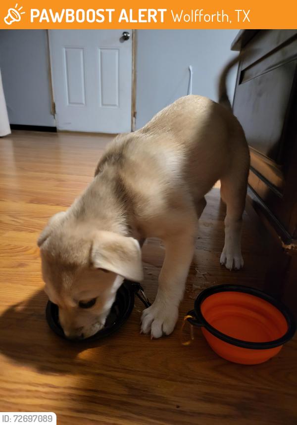Found/Stray Male Dog last seen C.r. 1300 lubbock, Wolfforth, TX 79382