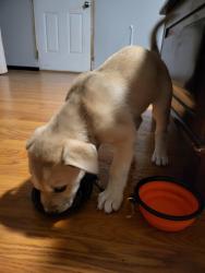 Found/Stray Male Dog last seen C.r. 1300 lubbock, Wolfforth, TX 79382
