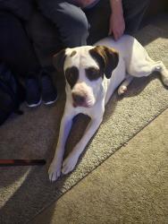 Found/Stray Male Dog last seen Evergreen, Akron, OH 44301