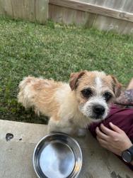 Found/Stray Male Dog last seen Newport Preserve trail, Crosby, TX 77532