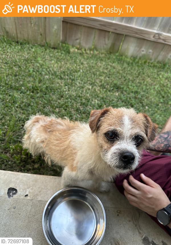 Found/Stray Male Dog last seen Newport Preserve trail, Crosby, TX 77532
