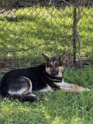 Found/Stray Male Dog last seen Holy Cross, New Orleans, LA 70117