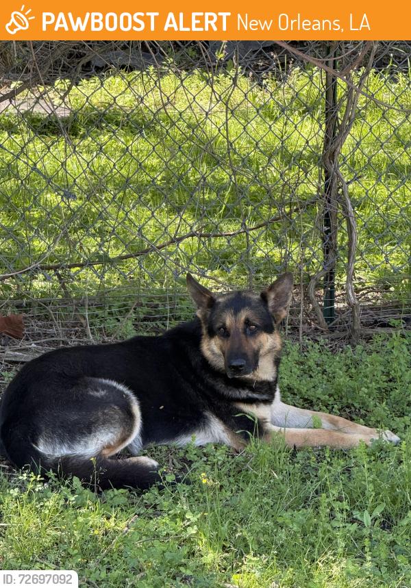 Found/Stray Male Dog last seen Holy Cross, New Orleans, LA 70117