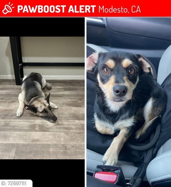Lost Female Dog last seen Roselle avenue , Modesto, CA 95355