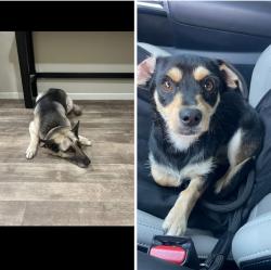 Lost Female Dog last seen Roselle avenue , Modesto, CA 95355