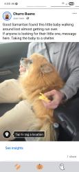 Found/Stray Female Dog last seen Not sure where the person found her, Maywood, IL 60153