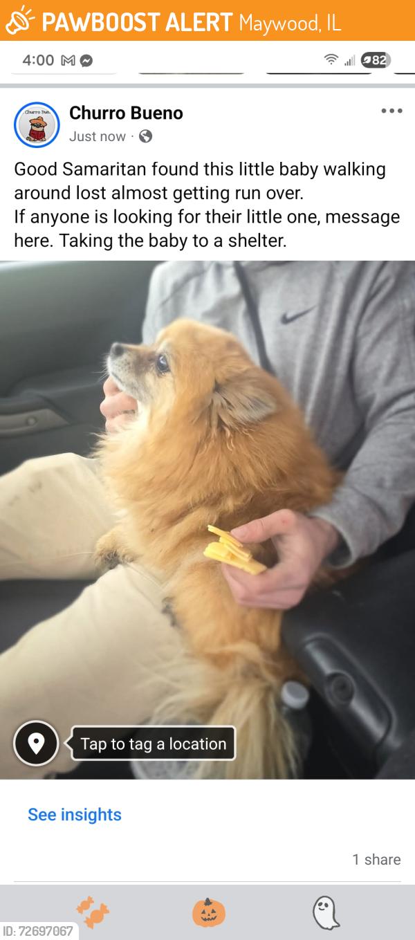 Found/Stray Female Dog last seen Not sure where the person found her, Maywood, IL 60153