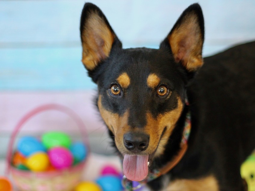 Shelter Stray Male Dog last seen , Los Angeles, CA 90025