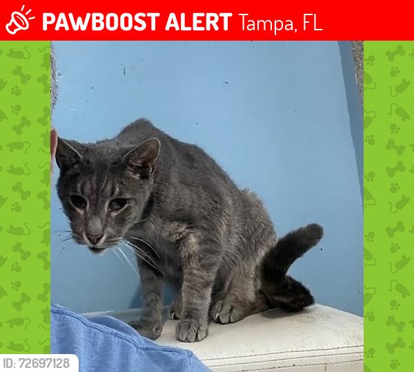 Lost Male Cat last seen Southfork Dr and Carrollwood springs blvd, Tampa, FL 33624