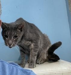 Lost Male Cat last seen Southfork Dr and Carrollwood springs blvd, Tampa, FL 33624