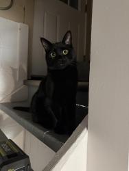 Lost Male Cat last seen Honda dealership, Akron, OH 44310