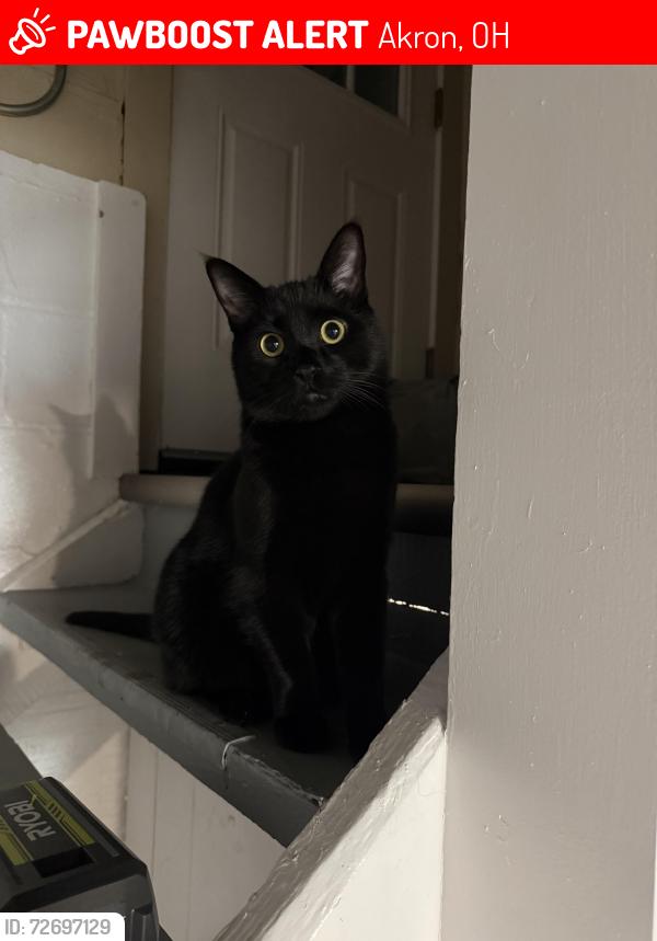 Lost Male Cat last seen Honda dealership, Akron, OH 44310