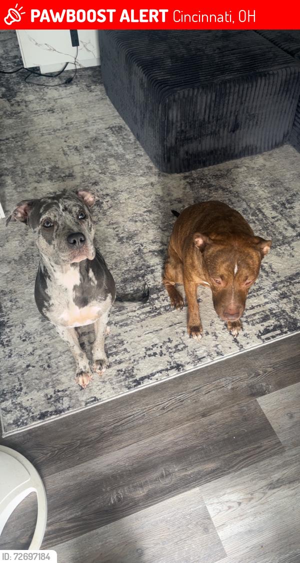 Lost Female Dog last seen Kingsbury st, Cincinnati, OH 45240