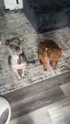 Lost Female Dog last seen Kingsbury st, Cincinnati, OH 45240