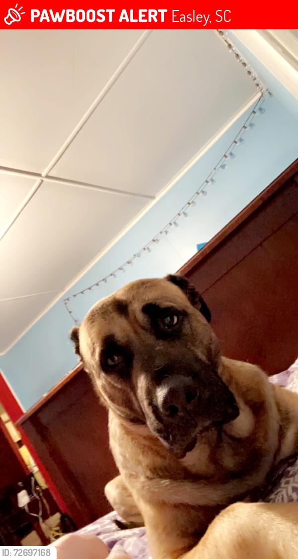 Lost Male Dog last seen Near la lane easley sc 29640, Easley, SC 29640