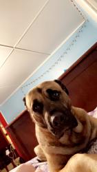 Lost Male Dog last seen Near la lane easley sc 29640, Easley, SC 29640