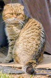 Found/Stray Male Cat last seen Shadywood Dr. and Shadywood Place, Perkasie PA 18944, Perkasie, PA 18944