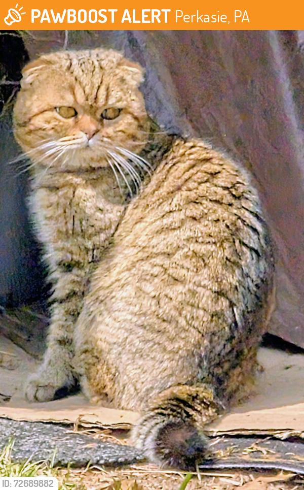 Found/Stray Male Cat last seen Shadywood Dr. and Shadywood Place, Perkasie PA 18944, Perkasie, PA 18944