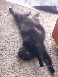 Lost Female Cat last seen Amazon Creek trail is right next to the apmts, Eugene, OR 97402