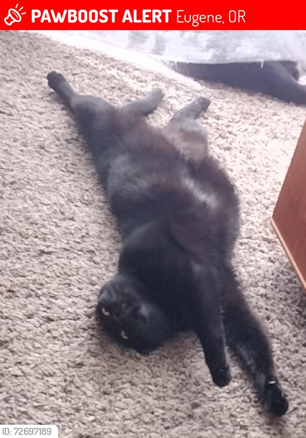 Lost Female Cat last seen Amazon Creek trail is right next to the apmts, Eugene, OR 97402